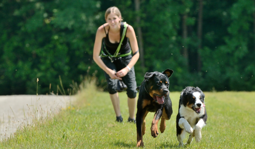 header Hundeschule Zürioberland